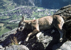 Le loup abattu au-dessus d’Evolène